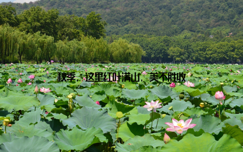 秋季, 这里红叶满山, 美不胜收